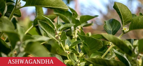 Ashwagandha - controls your stress levels, and improves your nervous system